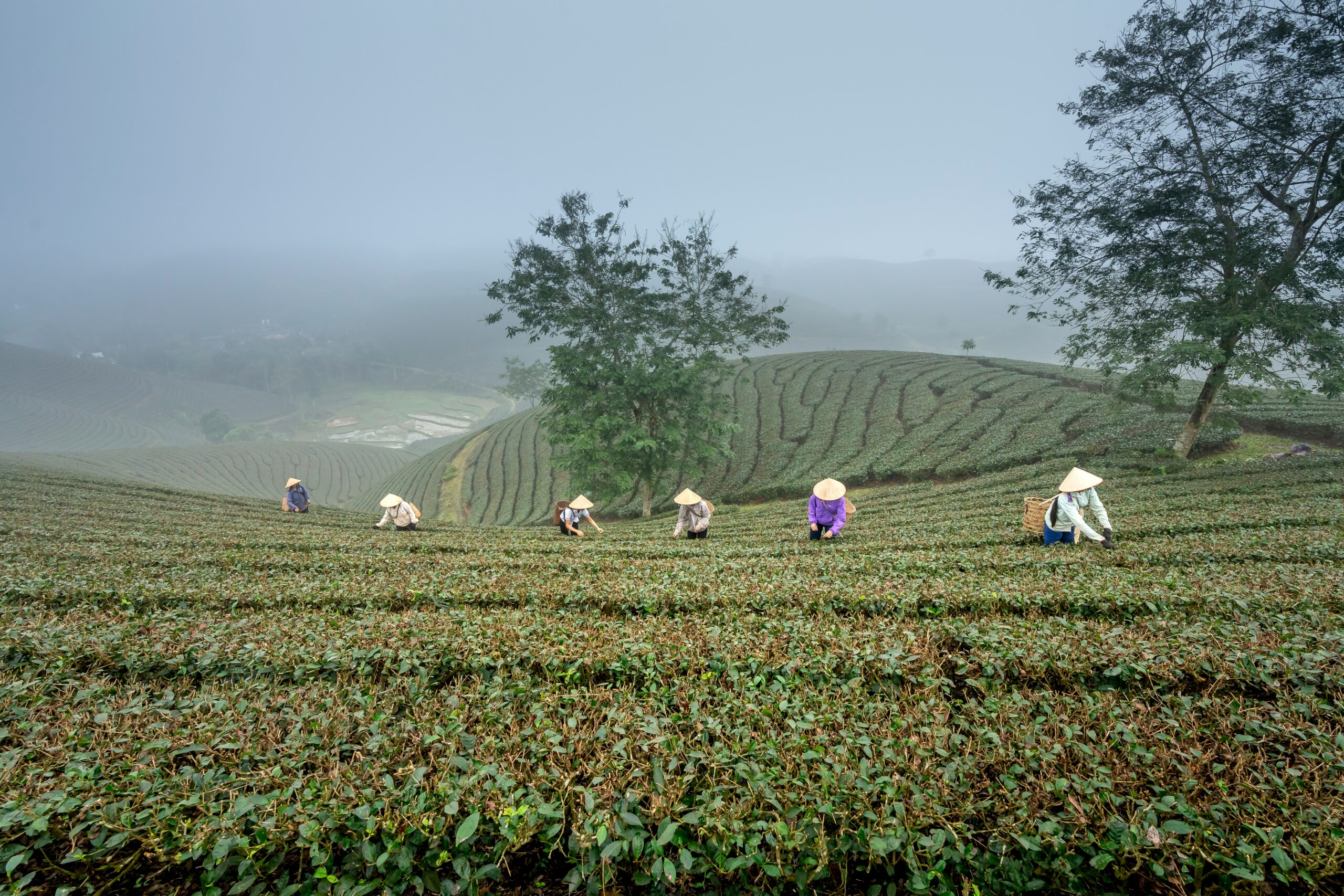 Discover the World of Loose Leaf Teas